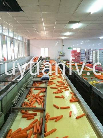 xiamen carrot 